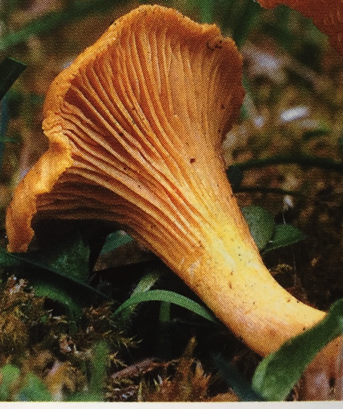 Cantharellus cibarius